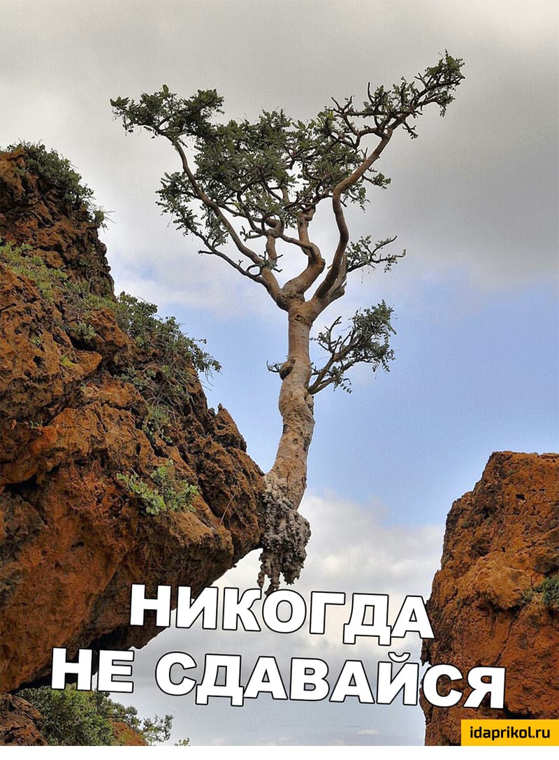 івіаргііюъги