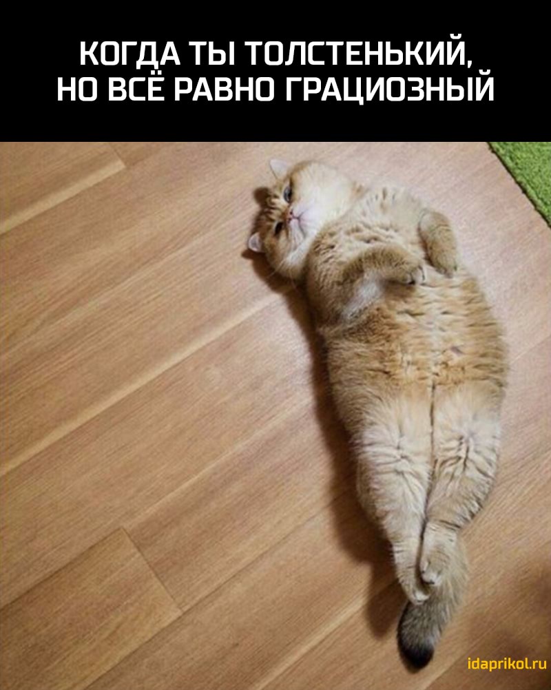 когд_А ты толствнький _ на ВСЕ РАВНО ГРАЦИОЗНЫИ