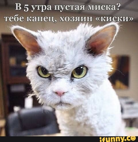 В 5 утра пустая миска тебе капец хозяин киски