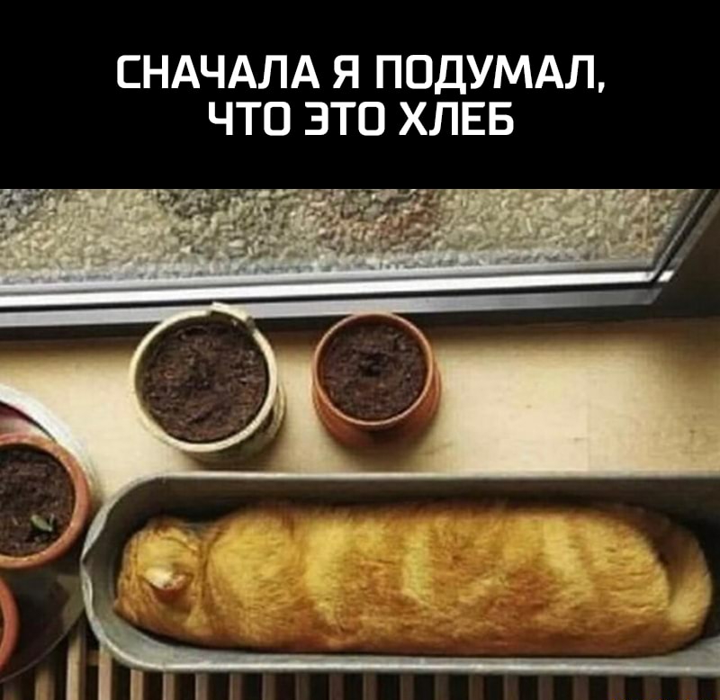 СНАЧАЛА Я ПОДУМАЛ ЧТО ЭТО ХЛЕБ _ дии і