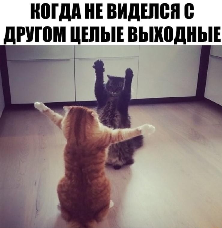 НШдд ВИДШВП 0 дРУШМ ЦЕЛЫЕ ВЬПШДНЫЕ