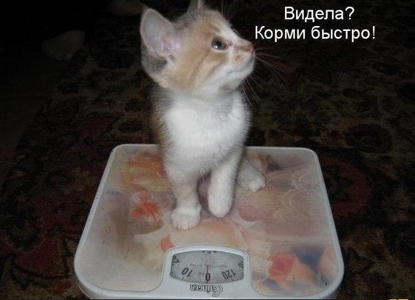 Видела Корми быстро