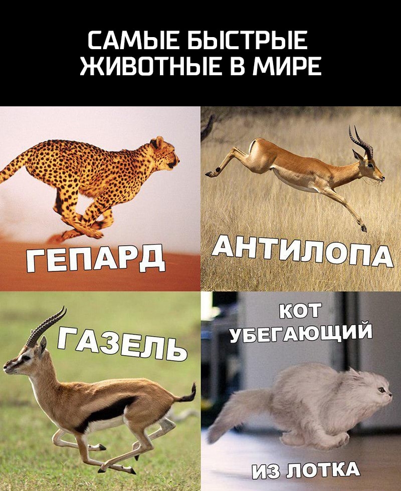 САМЫЕ БЫСТРЫЕ ЖИВОТНЫЕ В МИРЕ
