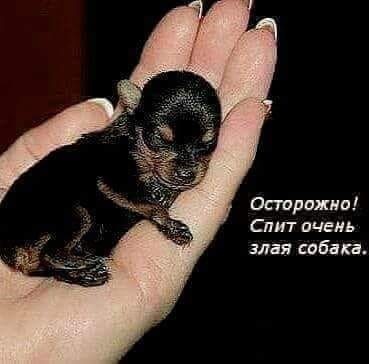 Стрижки Спит очень злая сабака