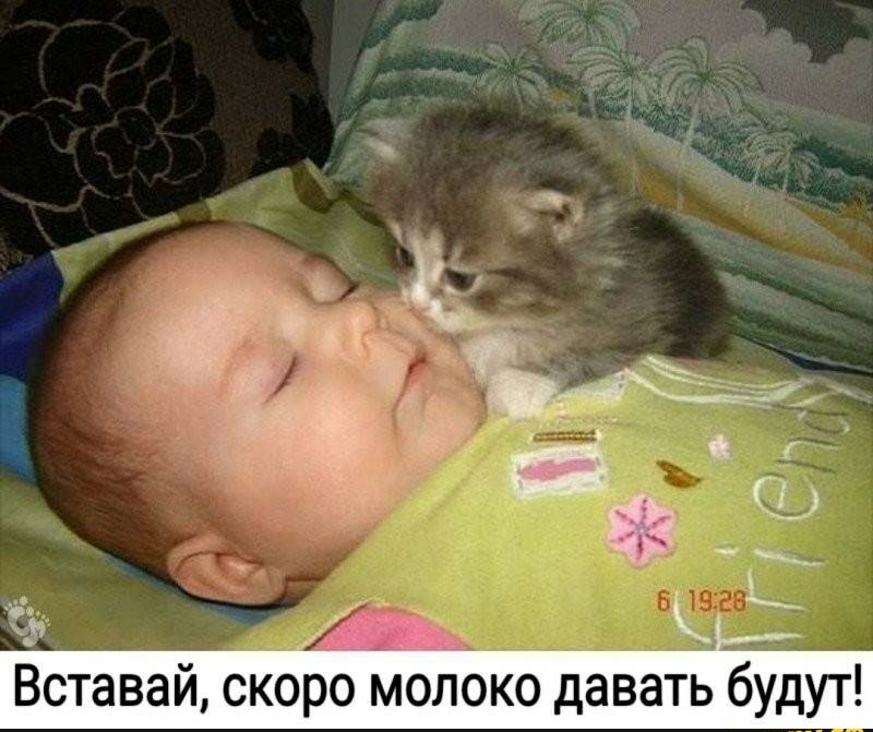 Вставай малолетняя. Котенок проснулся. Дети и коты.