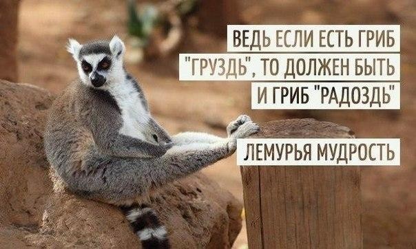 ГРЕЦБ ТО ДОЛЖЕН БЫТЬ И ГРИБ РАДОЗДЬ