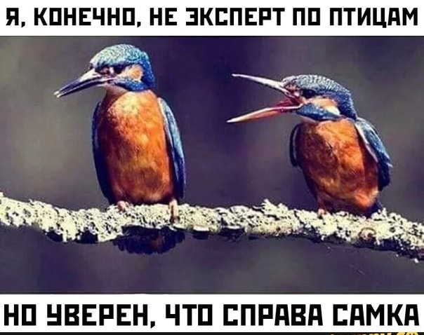 Я КПНЕЧНП НЕ ЭКСПЕРТ ПП ПТИЦдМ НП НВЕРЕН ЧТП ЕПРдВд ЕдМКд