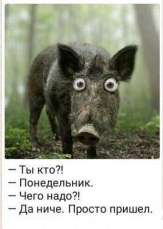 Ты кто Понедельник Чего надо Да ниче Просто пришел