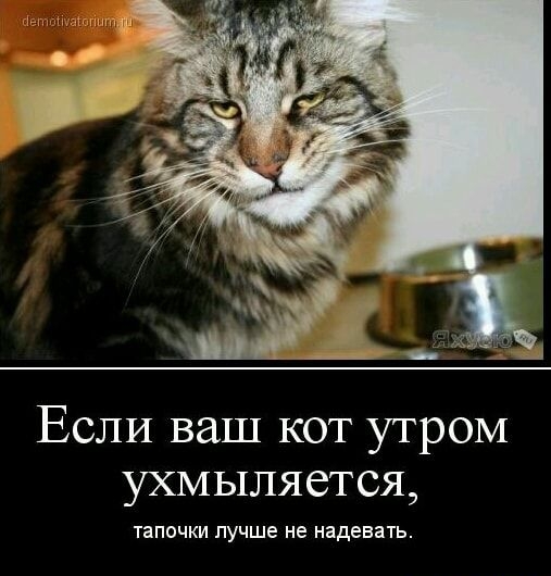 Если ваш кот утром ухмыляется тапочки лучше не надевать