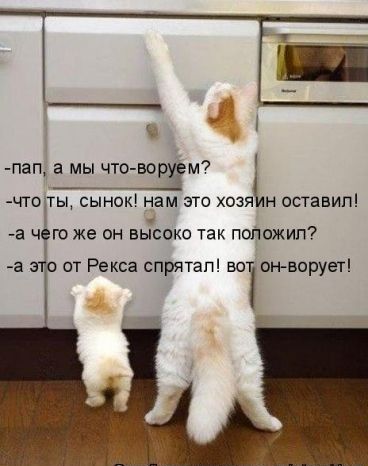 Пап а мы что трём А чтодты сыною нам это хозя Н оставит а чегоже он высоко так попожип а это от Рекса спрятал вот пан ворует