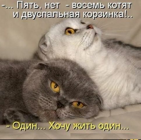 Г ілть Нат Ш ОСЭМЬ КОТГГ и двуспальная корзинки и