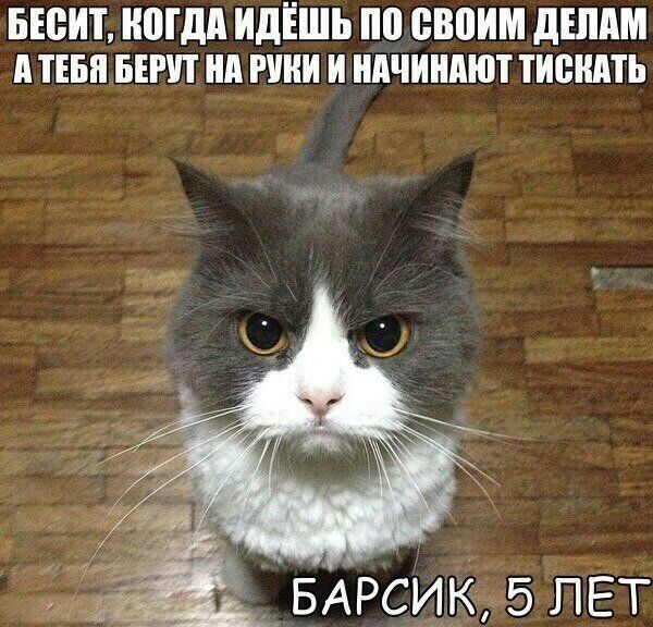 БЕСИТ КОГДА ИДЕШЬ ПО СВОИМ ДЕЛАМ АТЕБЯ БЕРУТ НА РУКИ И НАЧИНАЮТ ТИСКАТЬ БАРСИКА5 ЛЕТ
