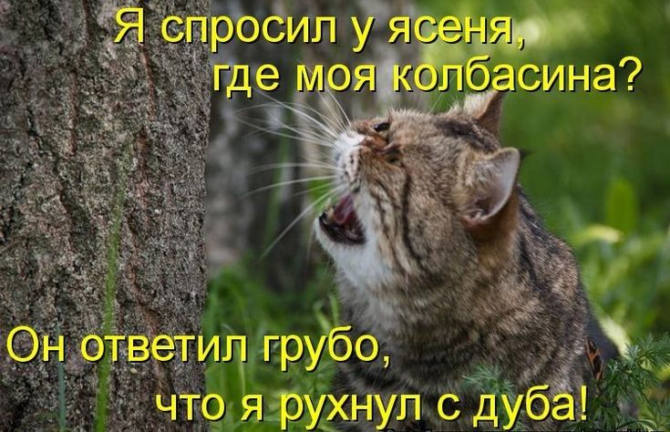 сен