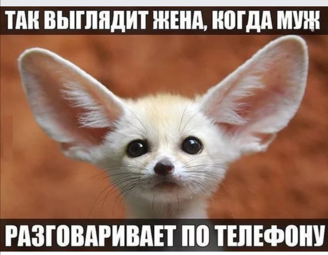 ТА ВЫПШДИТ ЖЕНА МДП МУШ Ч РАЗШВАРИВАЕТ по ТЕЛЕФВШ