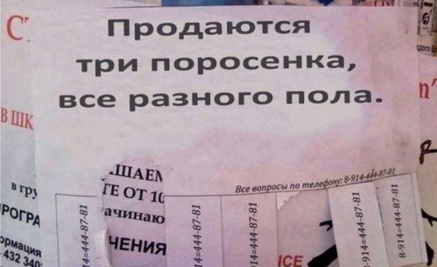 С Прода ются три поросенка все разного пола и 444 57 а т і 8 8 444 87 т твт амп 9141444 87 8