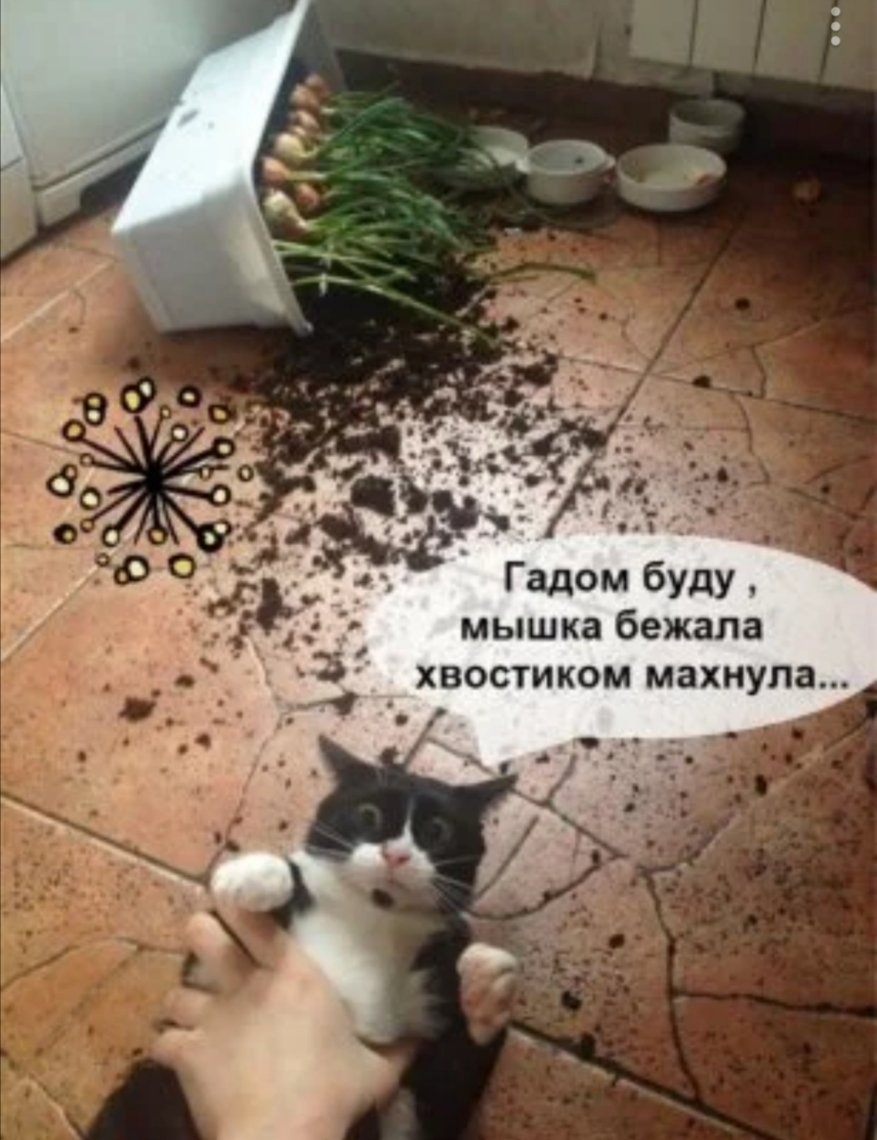 Гадом буду мышка бежала хвостиком махнула