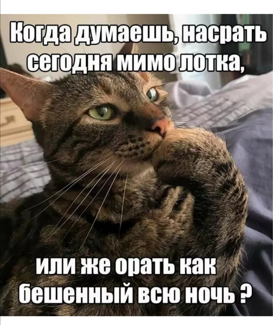 или же опать как а башенный всю ночь