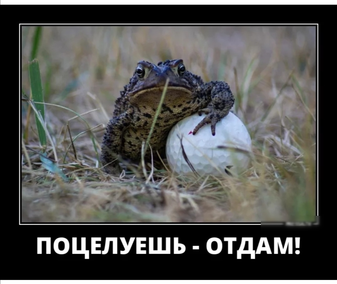 ПОЦЕЛУЕШЬ ОТДАМ