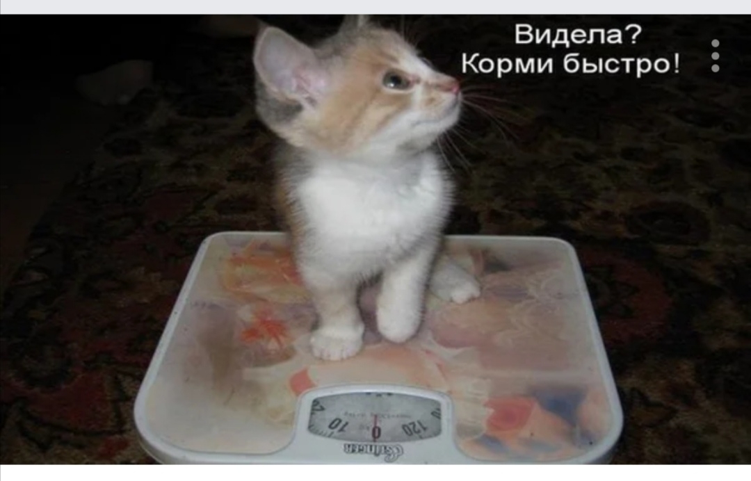 Видела Корми быстро