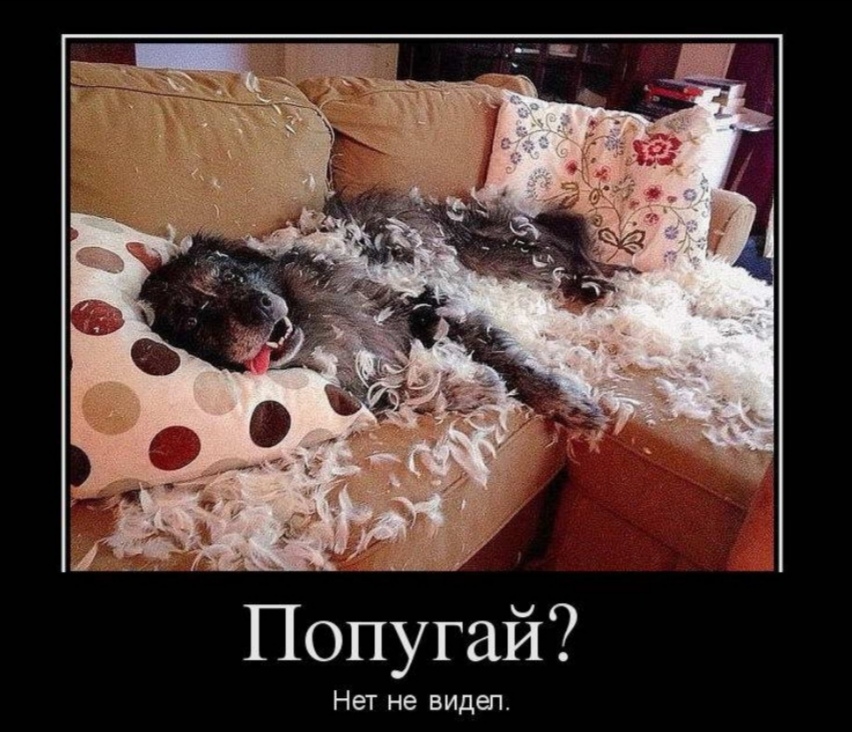 й Нет не видеп Попуга