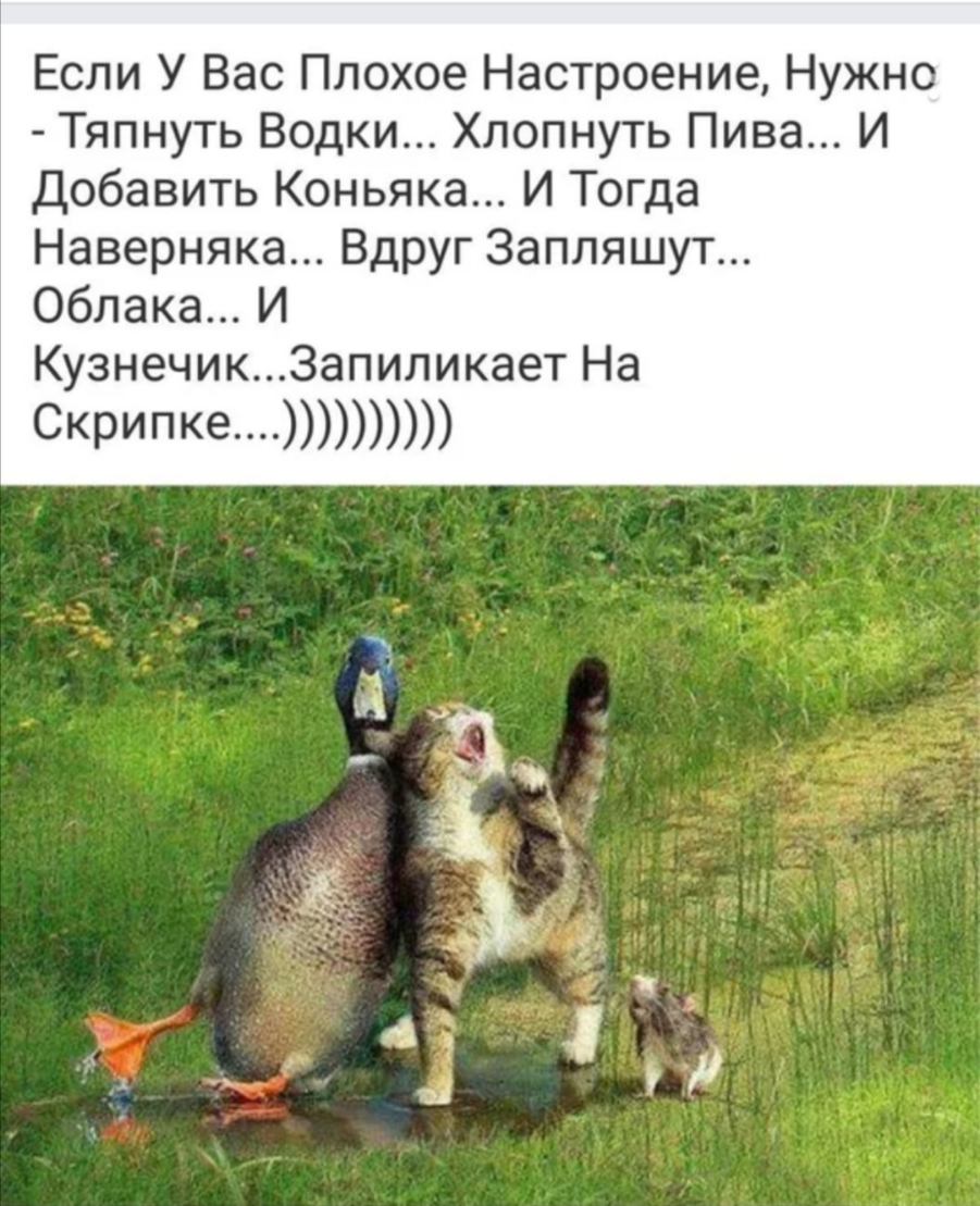 Если У Вас Плохое Настроение Нужно Тяпнуть Водки Хлопнуть Пива И Добавить Коньяка И Тогда Наверняка Вдруг Запляшут Облака И Кузнечик3апиликает На СКРИПК6
