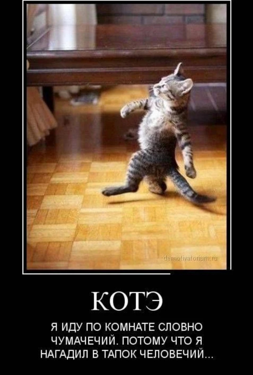 КОТЭ Я ИДУ ПО КОМНАТЕ СЛОВНО ЧУМАЧЕЧИЙ ПОТОМУ ЧТО Я НАГАДИЛ В ТАПОК ЧЕЛОВЕЧИИ