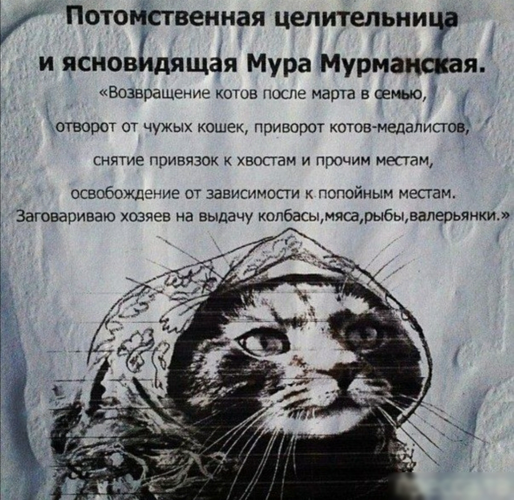 Потомственная целительнипа и ясновщящёя Мура Мурмансіая Возвращение котов после марта в семью 1 отворот от чужых кошек приворот котовмедалистов снятие привязок к хвосгам и прочим местам освобождение от зависимости к попойным местам Заговариваю хозяев на выдачу копбасымясарыбывалерьянки