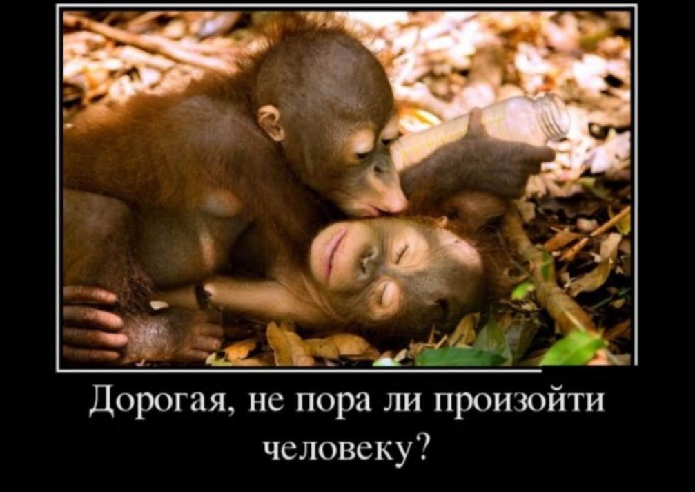 Дорогая не пора ли произойти человеку
