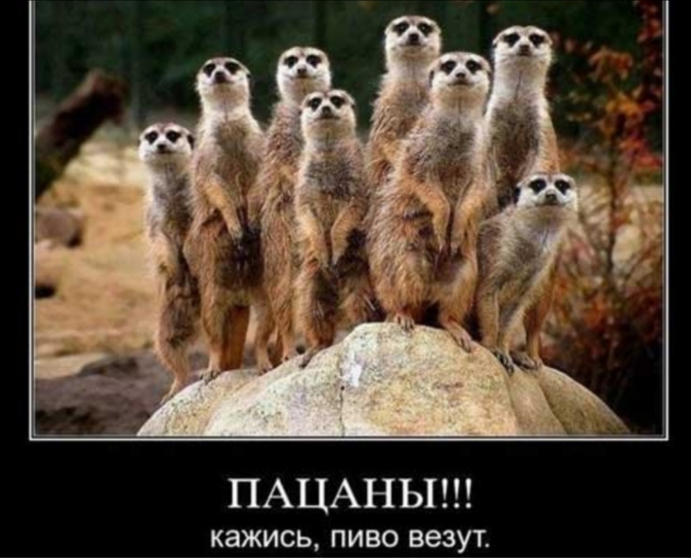 ПАЦАНЫ КЭЖИСЬ ПИВО везут