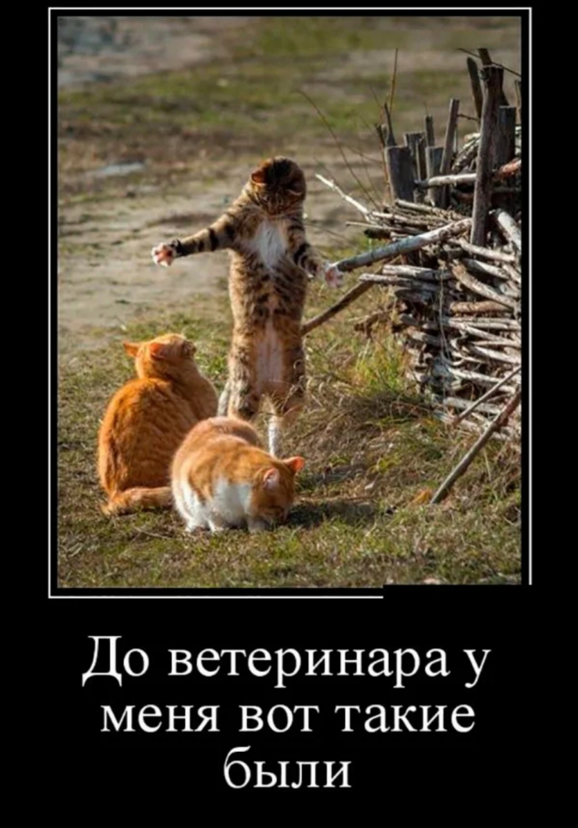 До ветеринара у меня вот такие были
