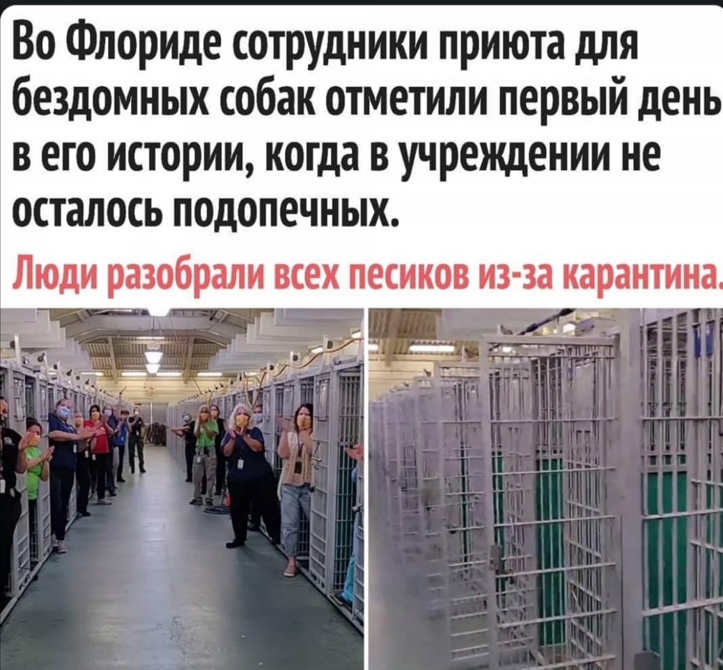 Во Флориде сотрудники приюта для бездомных собак отметили первый день в его истории когда в учреждении не осталось ПОДОПЕЧНЫХ Люди разобрали всех песиков из за карантина 3 а