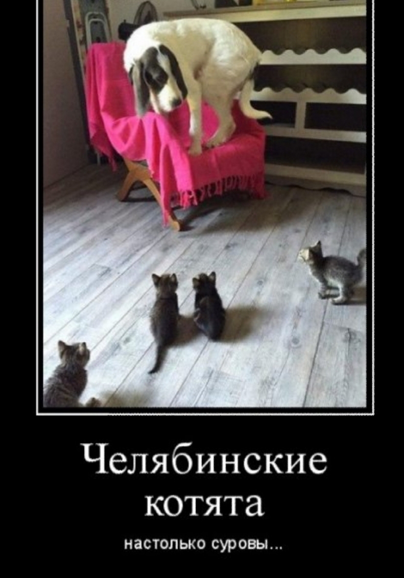 Челябинские котята НЗСТОЛЬКО суровы