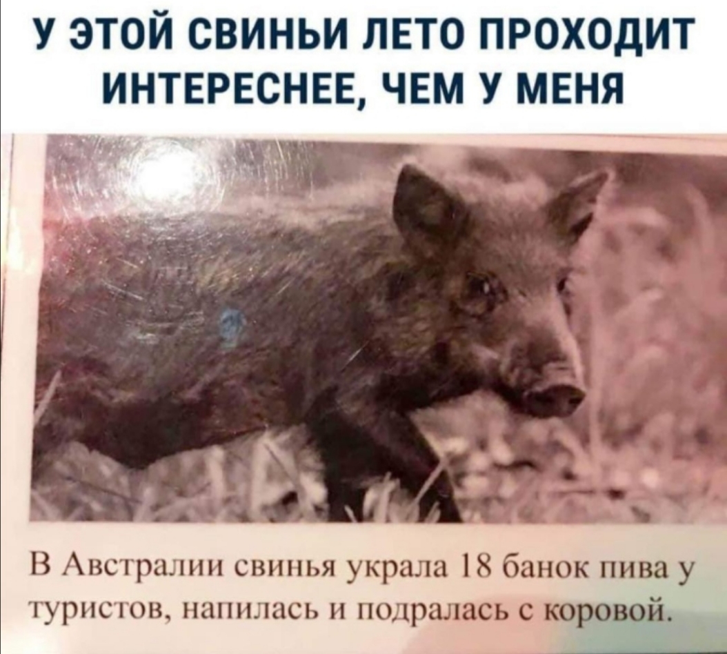 У ЭТОЙ СВИНЬИ ЛЕТО ПРОХОДИТ ИНТЕРЕСНЕЕ ЧЕМ У МЕНЯ В Авсгршнп свинья украла 18 банок пива у туристы ншпыись п подрались с коровой __ в