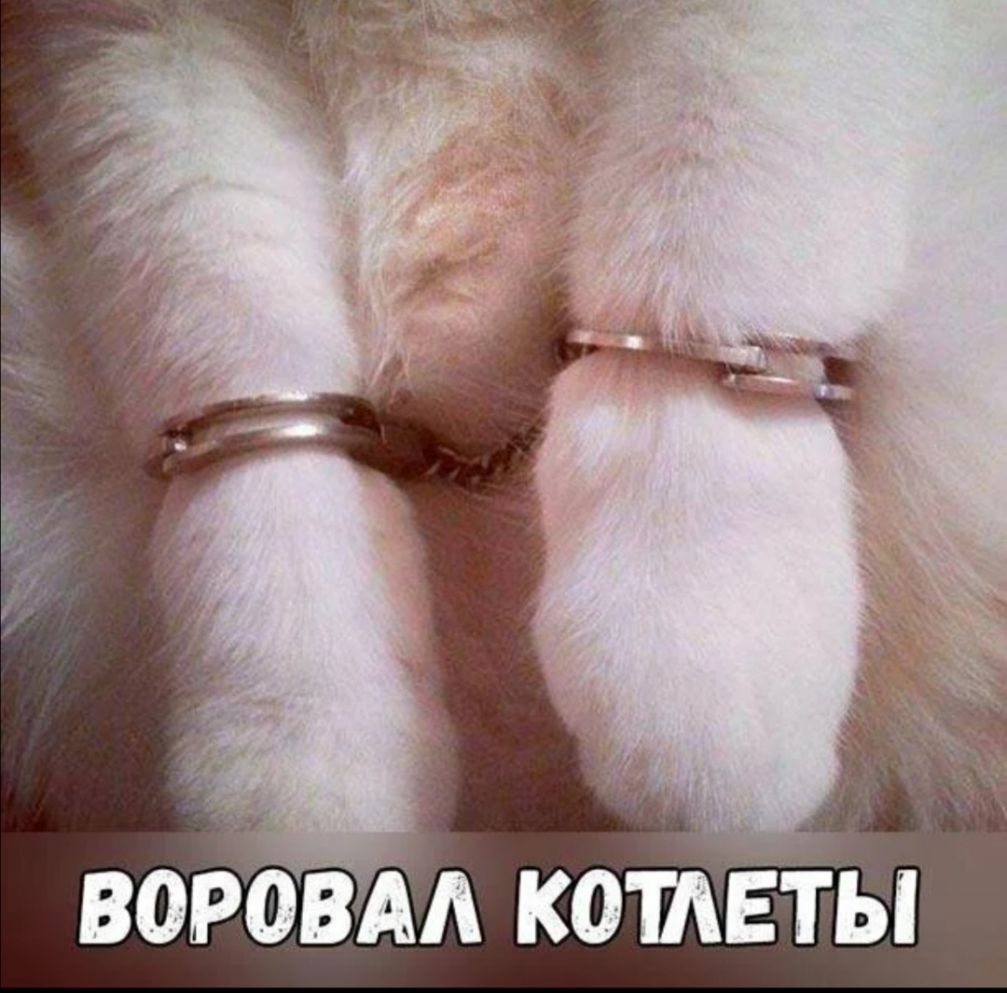 воровм котЕты