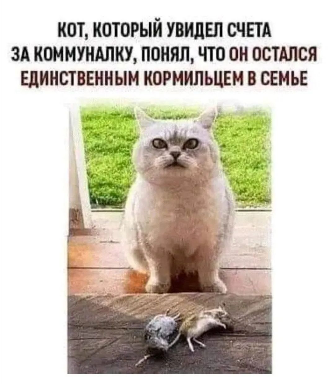 кот который увидел счет за кшмтшш понял что он остАлся Единственным кормильцем в свмьв