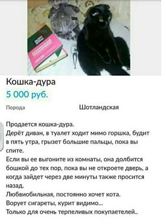 Кошка дура 5 000 руб Порода Шотландская Продается кошка дура дерёт диван в туалет ходит мимо горшка будит в пять утра грызет большие пальцы пока вы спите Если вы ее выгоните из комнаты она долбится бошкой до тех пор пока вы не откроете дверь а когда зайдет через две минуты также просится назад Любвиобильиая постоянно хочет кота Ворует сигареты курит видимо Только для очень терпеливых покупателей