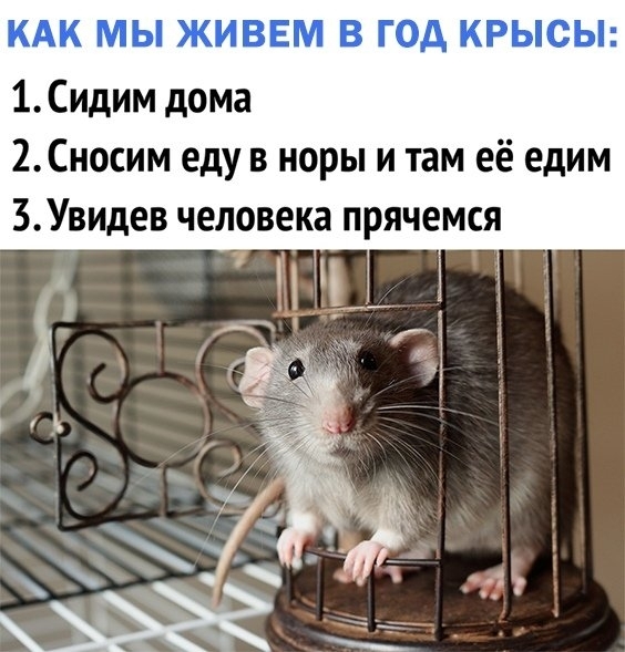 КАК МЫ ЖИВЕМ В ГОД КРЫСЫ 1 Сидим дома 2Сносим еду в норы и там её едим