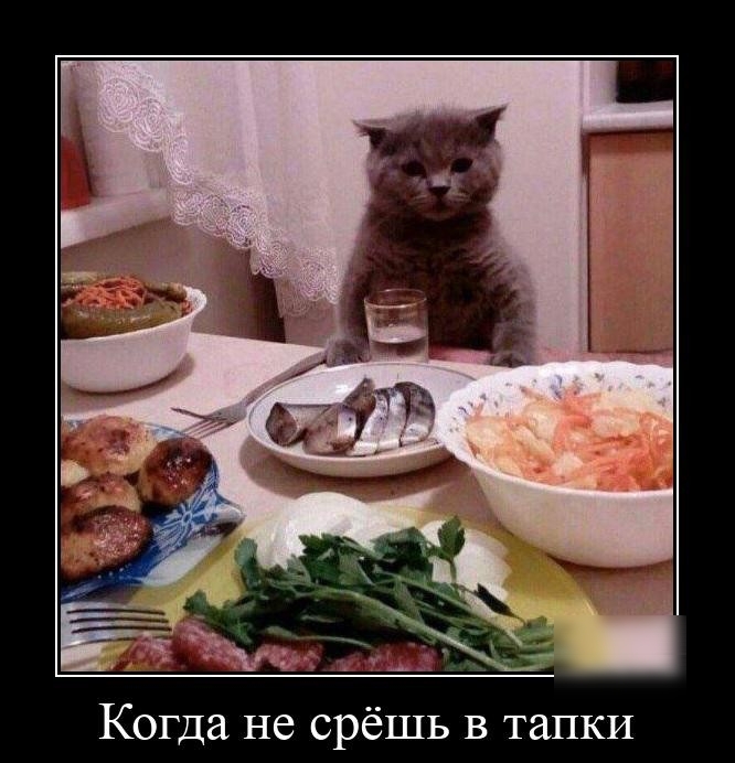 Когда не срёшь в тапки