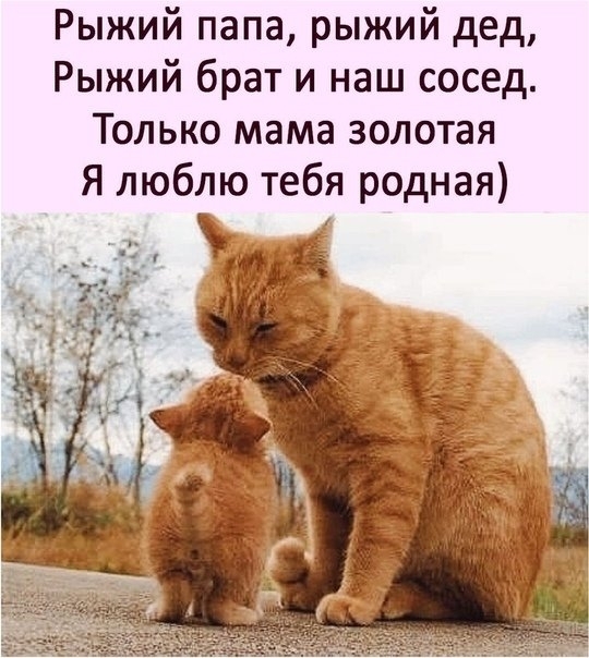 Рыжий папа рыжий дед Рыжий брат и наш сосед Только мама золотая Я люблю тебя родная