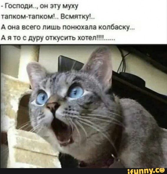 Господи он эту муху тапком тапком Всмятку А она ВСЭГО ЛИШЬ ПОНЮХЗПЗ колбаску А я то с дуру откусить хотел