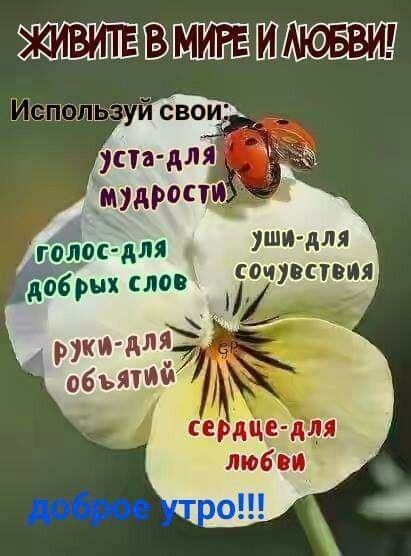 ВЁШ Уши для годос для добрых слов очистил