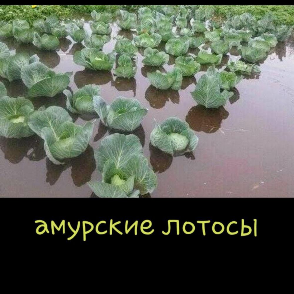 амурские лотосы