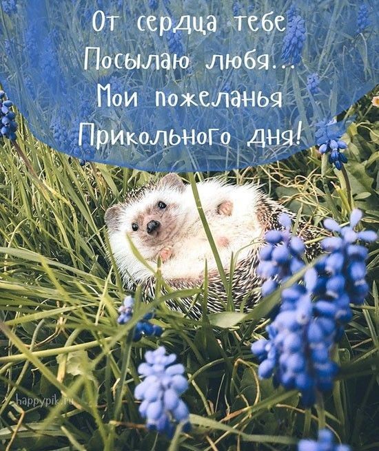 пои пдёіксланья _ дгіГ идж