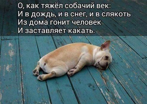 О как тяжёл собачий век И в дождь и в снег и в слякоть Из дома гонит человек И заставляет какать х_х