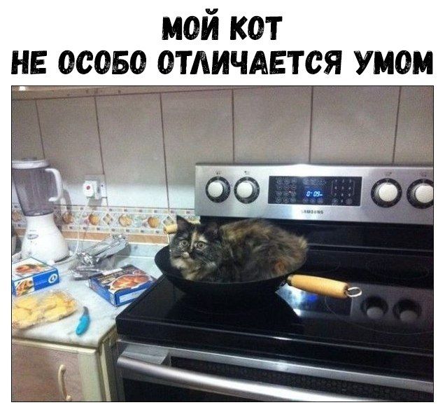 мой кот НЕ ОСОБО ОТЛИЧАЕТСЯ том