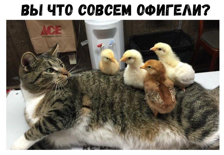 ВЫ ЧТО СОВСЕМ ОФИГЕЛИ