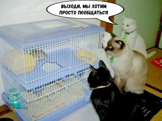 ЕЫХОАИ МЫ ХОТИМ ПРОСТО ПБОБЩАТЬСЯ