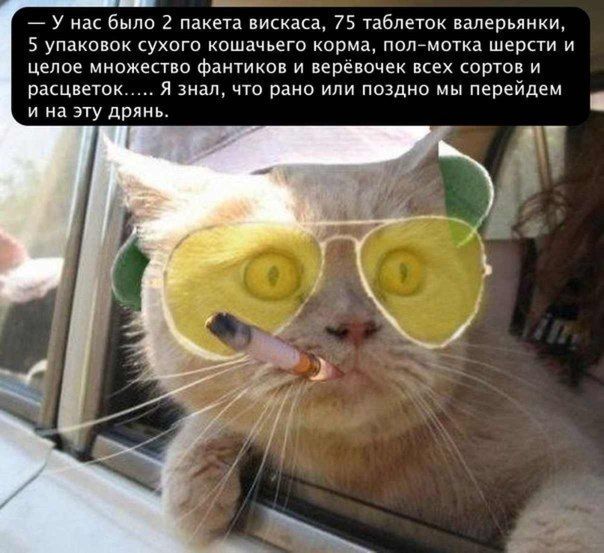 А У нас было 2 пакета вискаса 75 таблеток валерьянки 5 упаковок сухого кошачьего корма попемотка шерсти и Целое множество фантиков и веревочек всех сортов и расцветок Я знал что рано или поздно мы перейдем и на эту дрянь