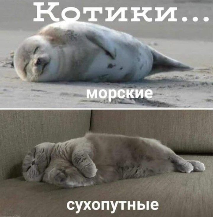 сухопутные