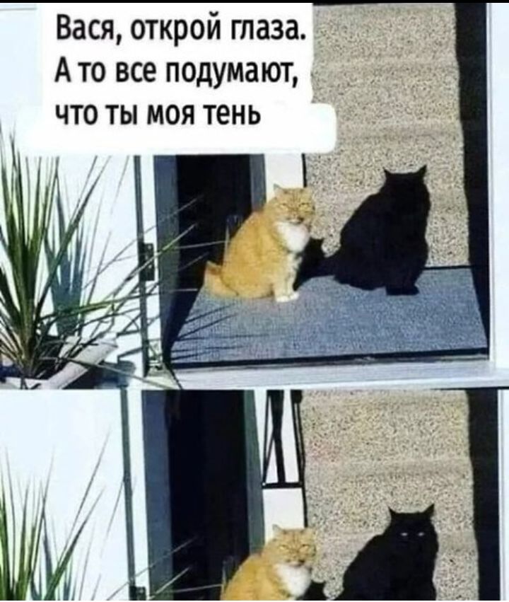 Вася открой глаза А то все подумают что ты моя тень